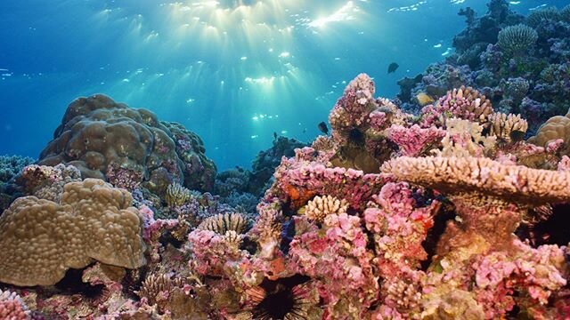 Clear water and the colourful coral bommies of the Coral Sea are some of the most amazing place to dive and explore. Join us on a new adventure and a new film goes live tomorrow, Christmas Eve on YoUTuBE.
Subscribe or head to Patreon to watch them no