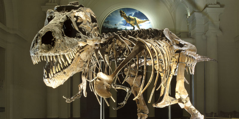 Displaying Your Dinosaur: Fossils vs. Casts — #Museumpalooza