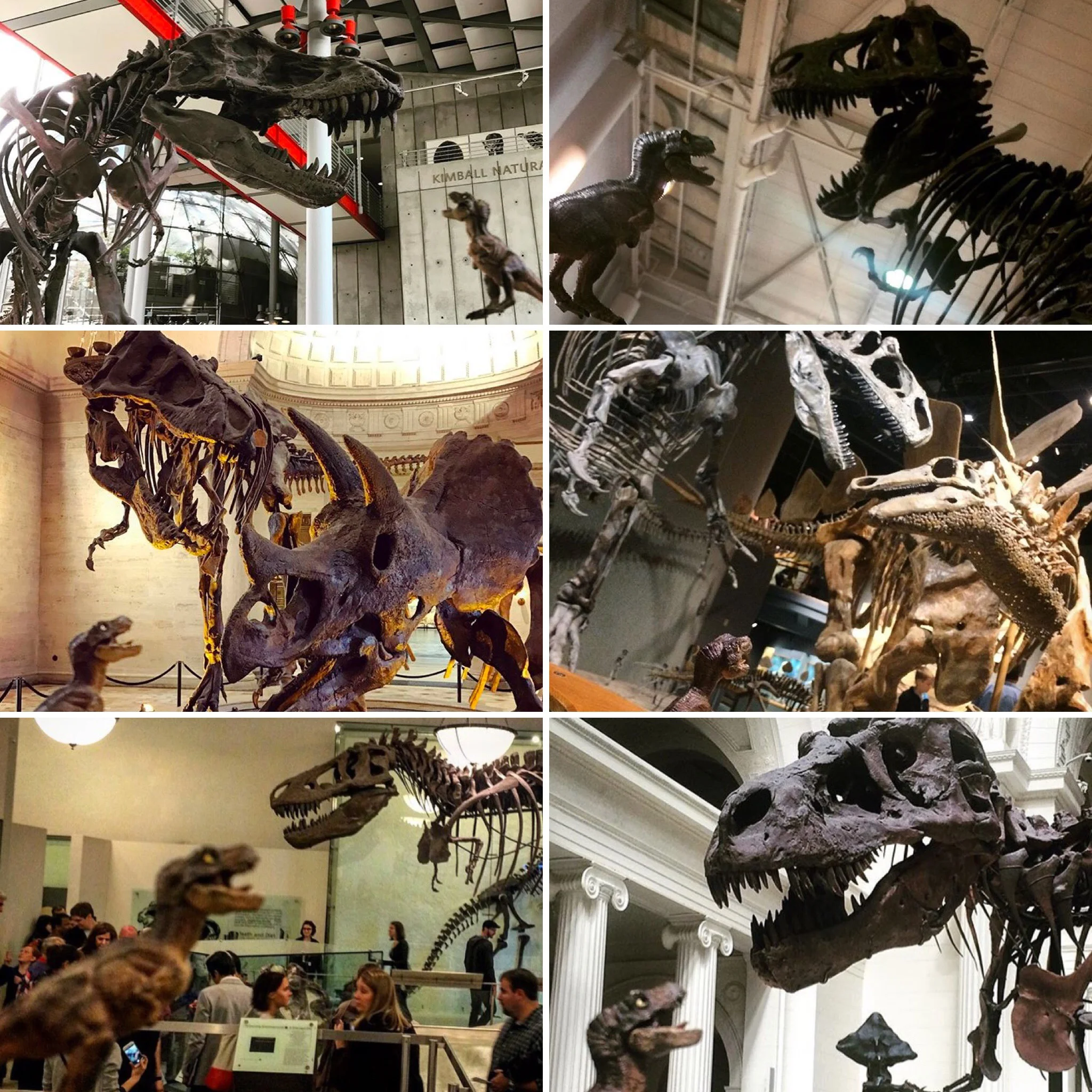 Displaying Your Dinosaur Fossils vs. Casts — Museumpalooza