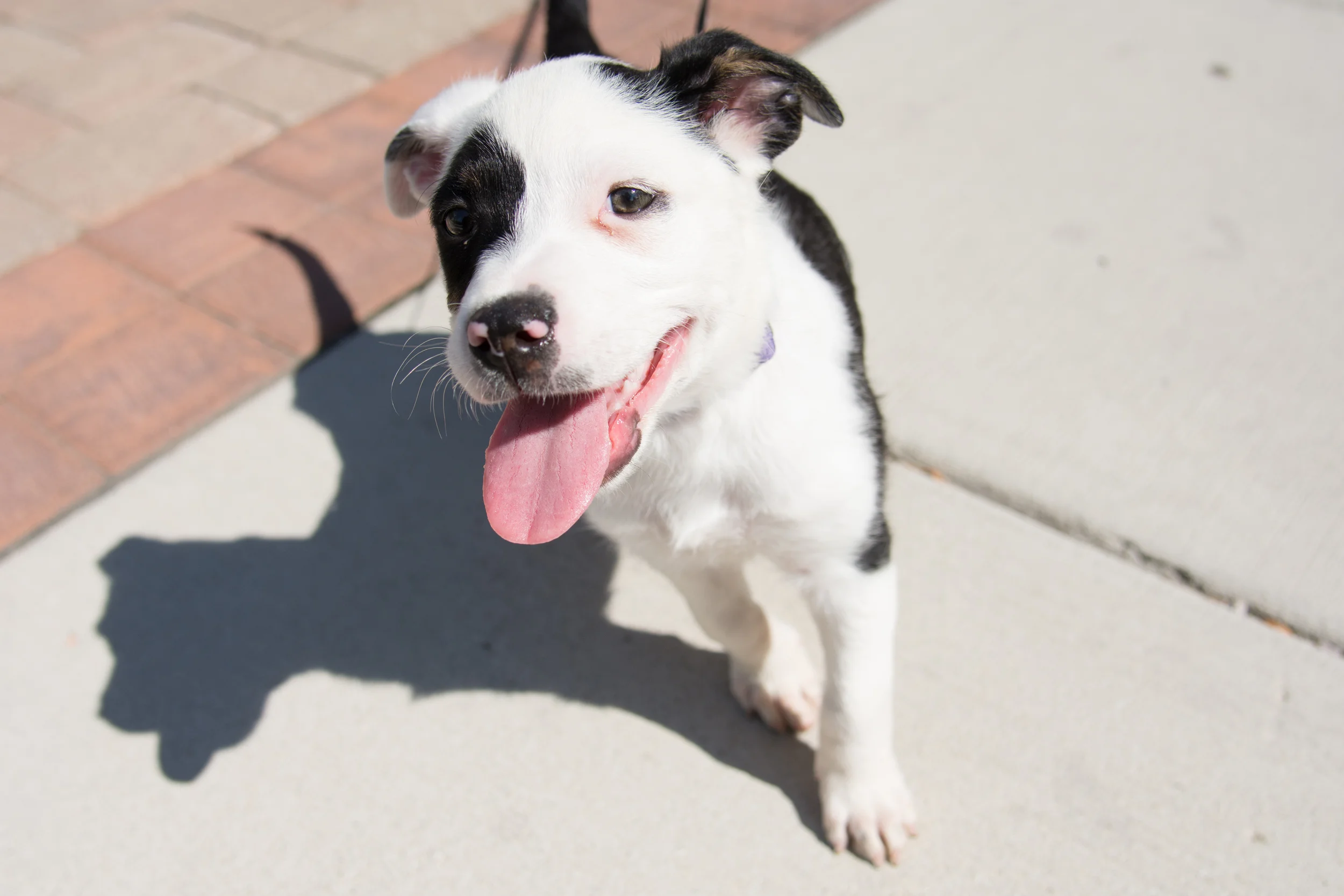 Animals.Pets.5615.jpg