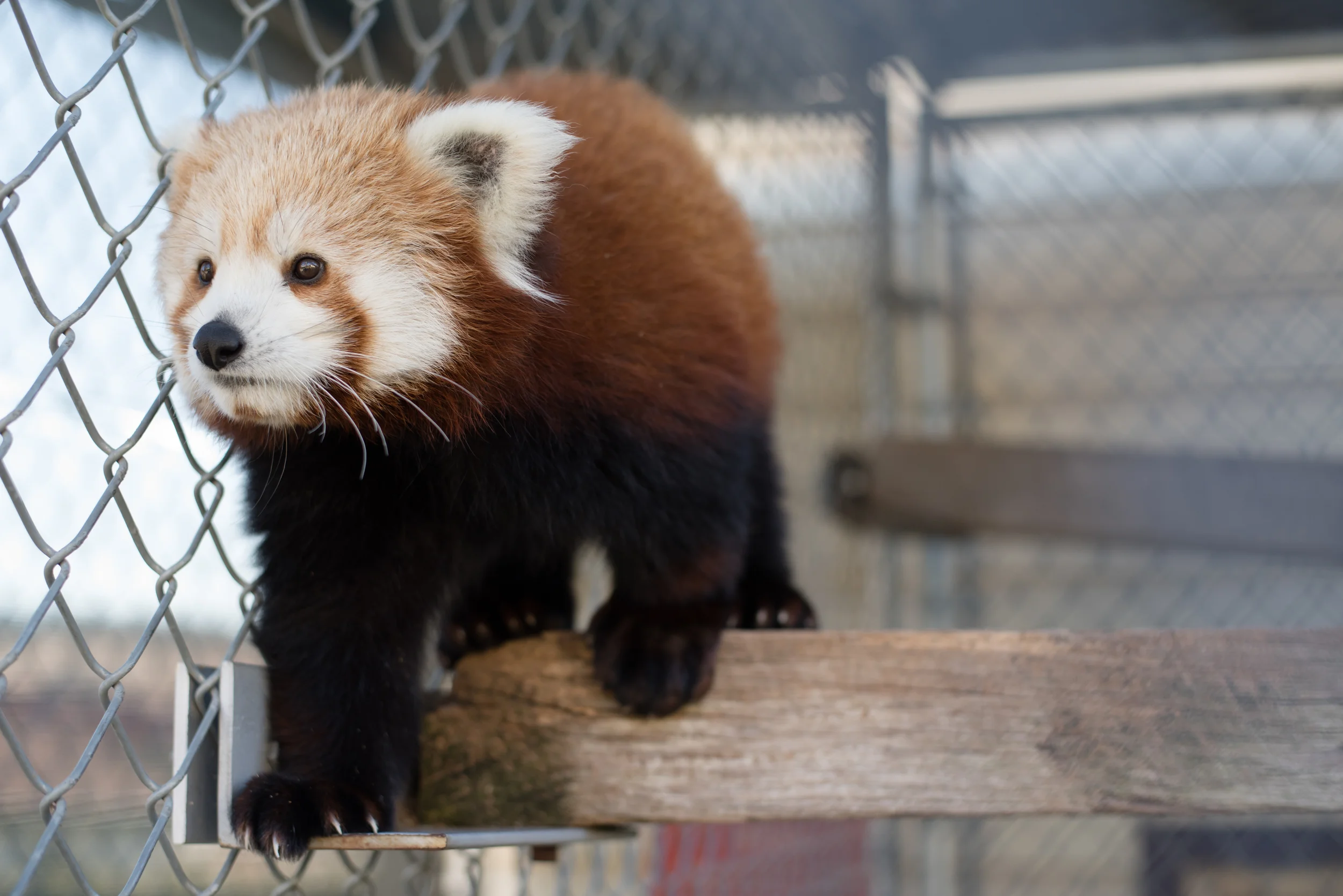 Animals.Pets.6086.jpg
