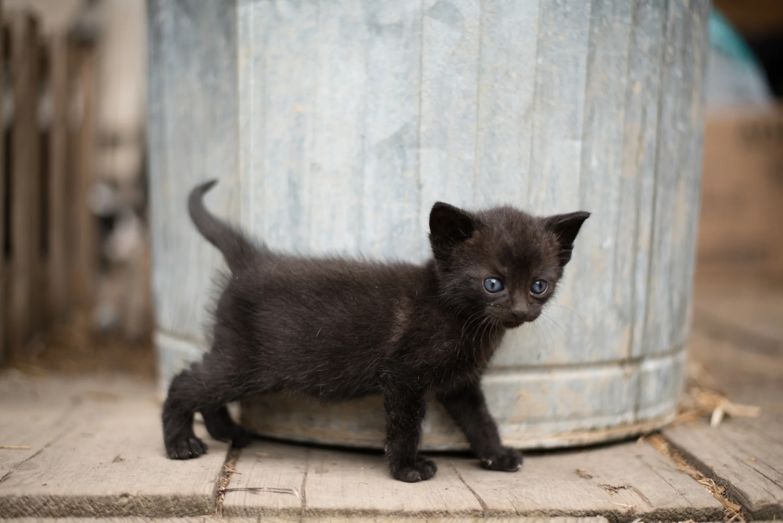 Kitties-5756.JPG