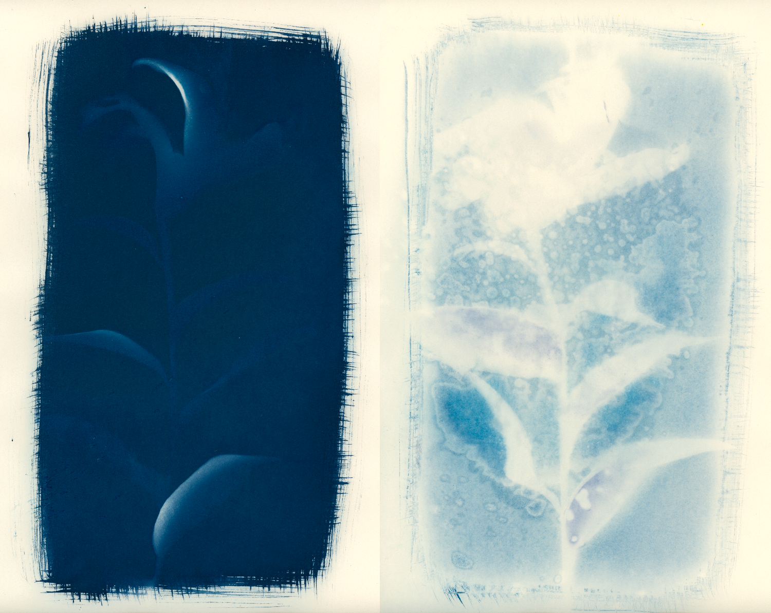 25/31: cyanotypes on weston