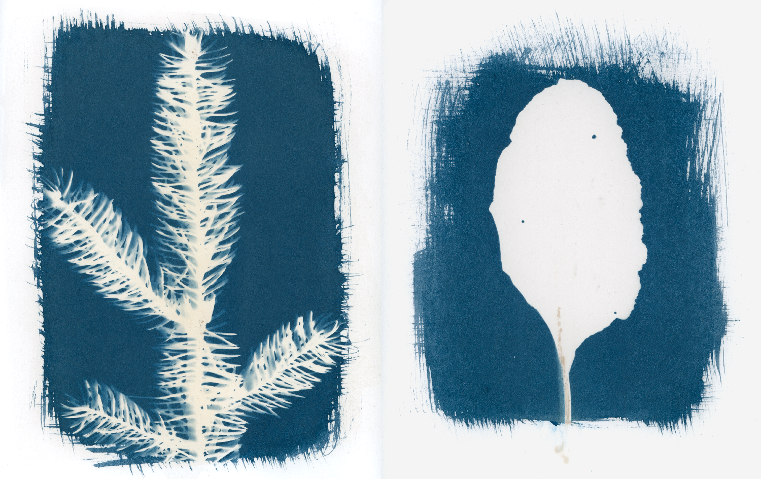 14/31: cyanotypes on strathmore, pre-coated with blue spruce and beetroot, respectively