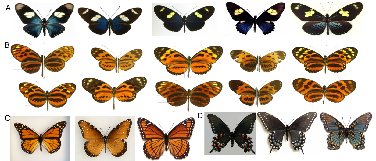 Examples of imprecise mimicry in butterflies. A) An Ecuadorian mimicry ring that includes species in the family Nymphalidae and Papilionidae. B) Just a few examples of the extensive 'tiger pattern' mimicry of the Amazon. C) The common Monarch, Queen, Viceroy mimicry system of North and Central America. D) A blue mimicry ring of southern United States, focused on the toxic Pipevine Swallowtail.