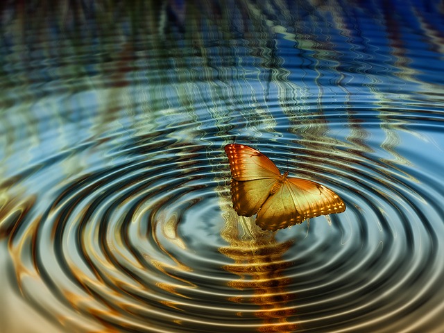 "We delight in the beauty of the butterfly, but rarely admit the changes it has gone through to achieve that beauty" - Maya Angelou