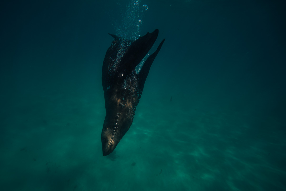171216_GREENWOOD_052719.jpg