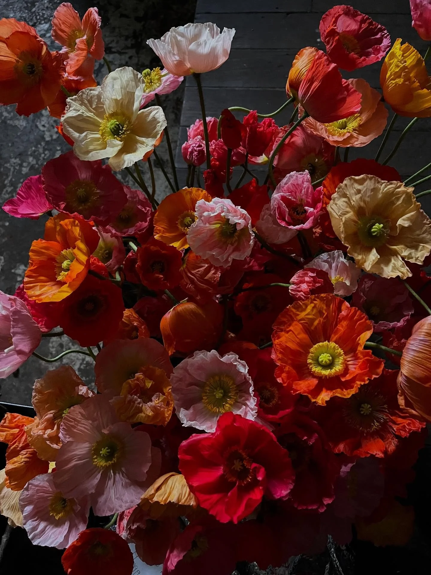Poppies&hellip;