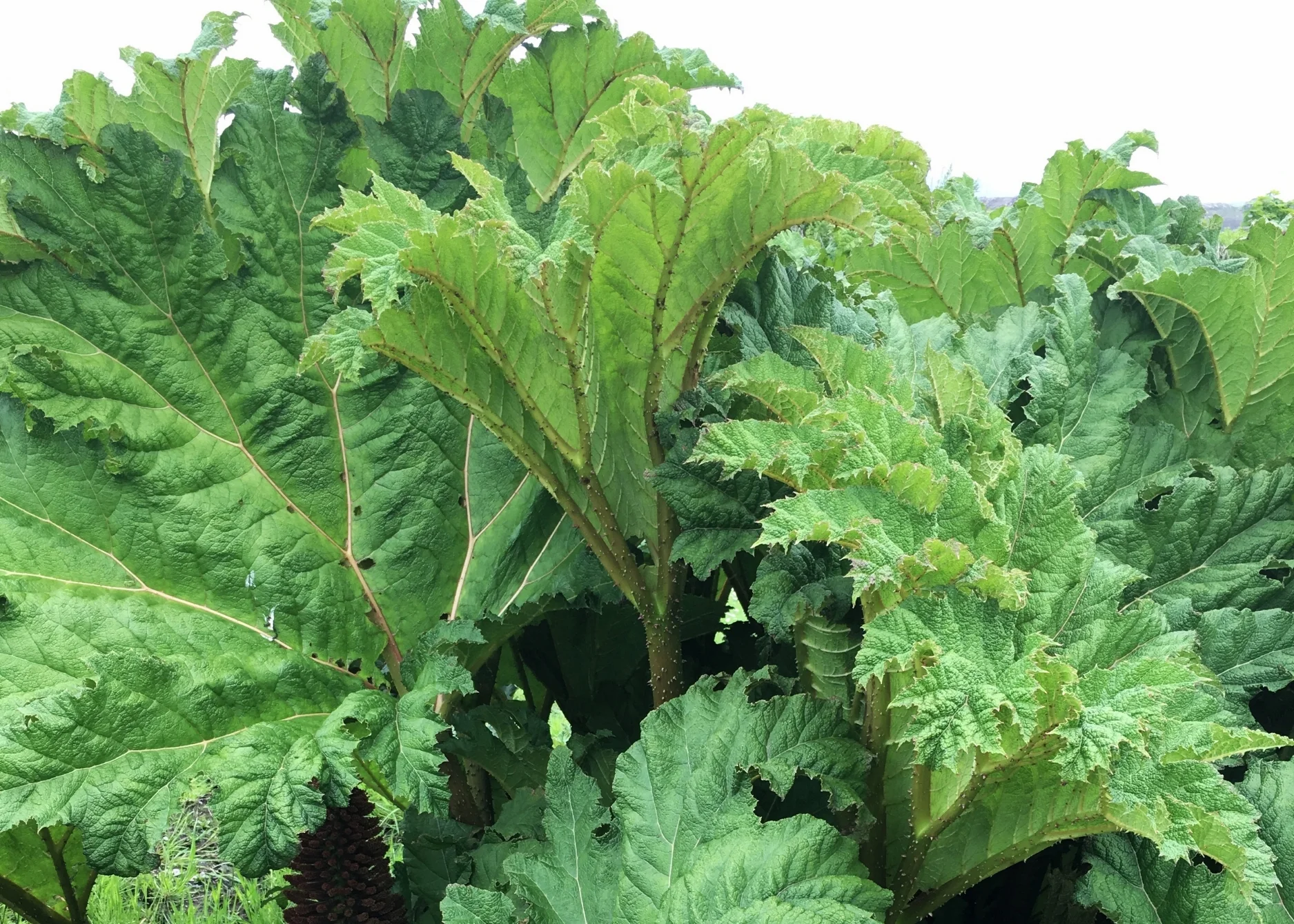 Giant Rhubarb