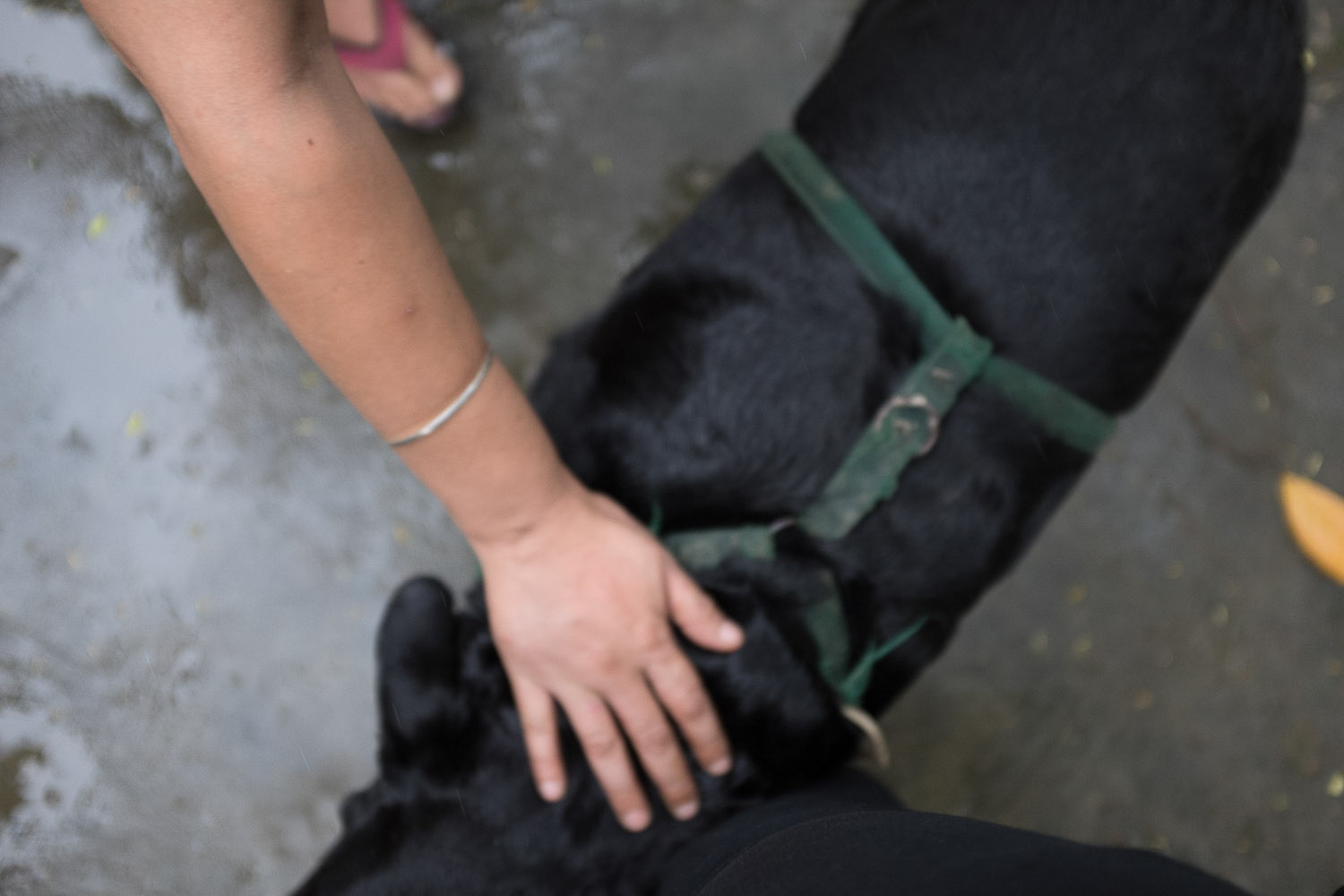  Shalom's sister Mitana says goodbye to Shalom's dog Mufasa. Shalom had to find a new home for his dog before leaving for Israel. 