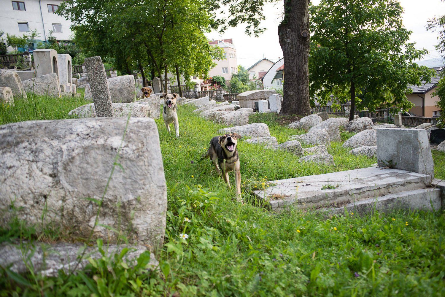 The Jewish Cemetery in Sarajevo is the second largest in Europe, after that of Prague. It was opened in 1630 and closed to burial in 1966. During the siege of Sarajevo, the cemetery was on the front lines and was used as an artillery position for Bosnian Serbs.