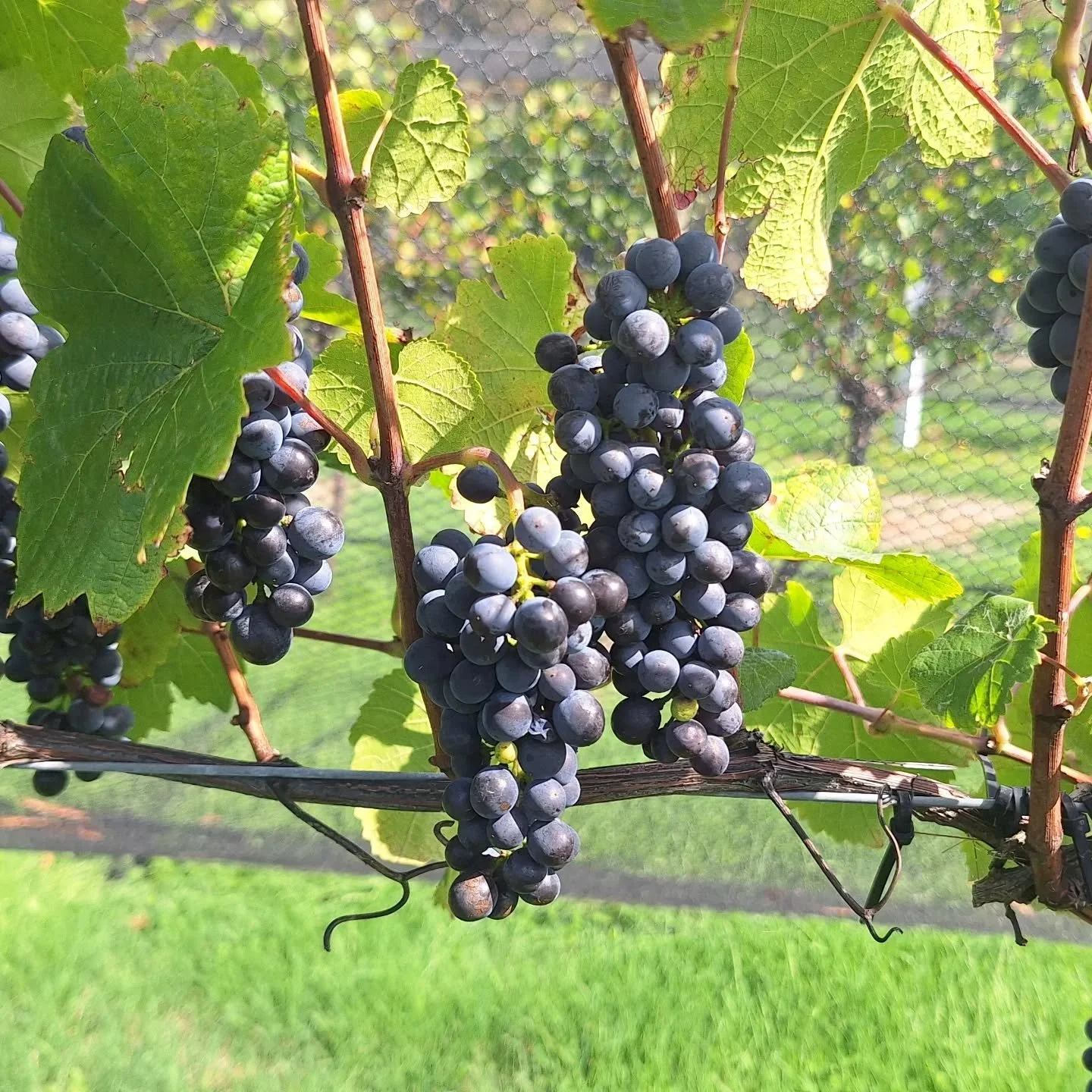 NOT LONG NOW!!!
#v26 #sustainableviticulture #smallbatchwinery #vineyardvibes #familyownedandoperated