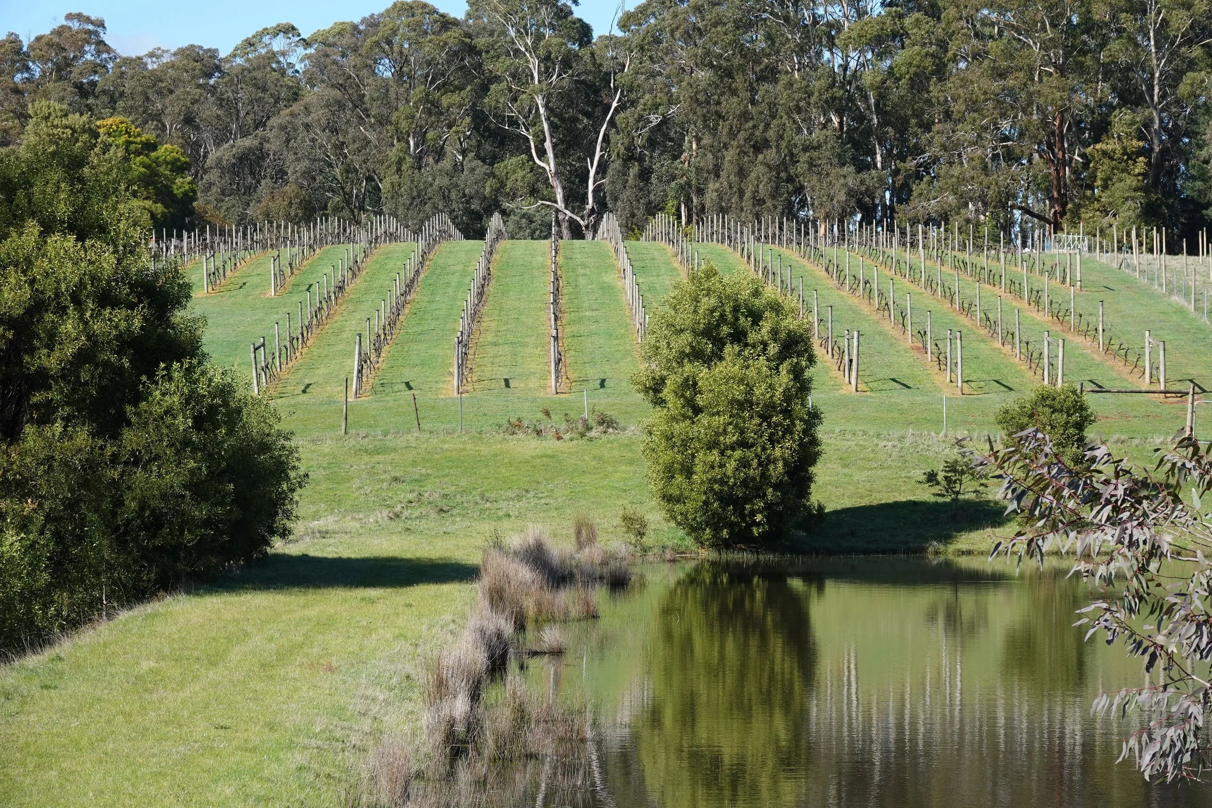 Vineyard and forest view.jpeg