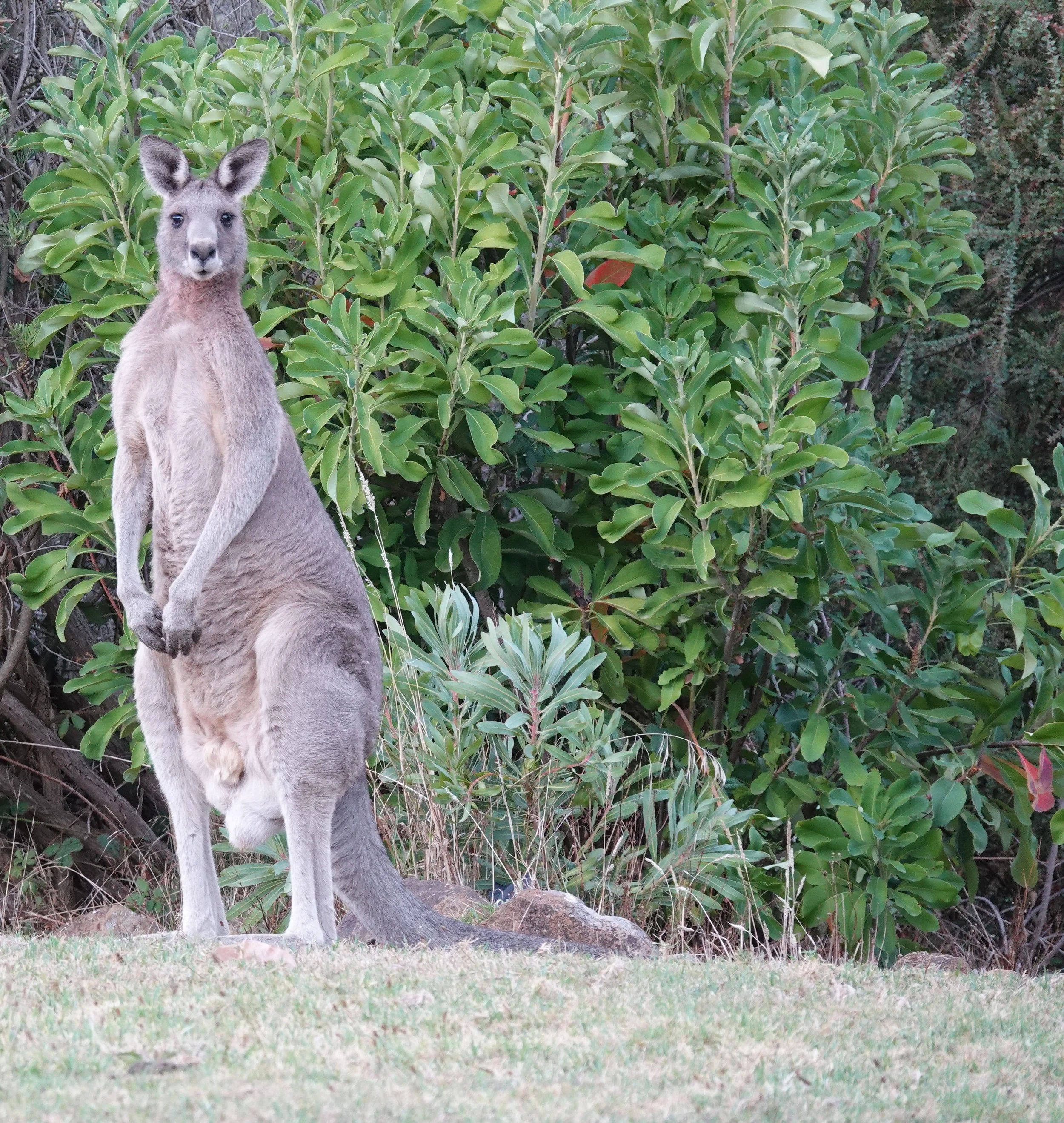 A kangaroo stands on grass near leafy bushes, looking at the camera.