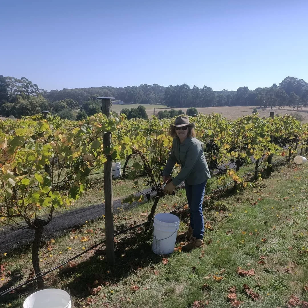 A woman harvesting grapes in a vineyard on a sunny day, wearing a hat and sunglasses.