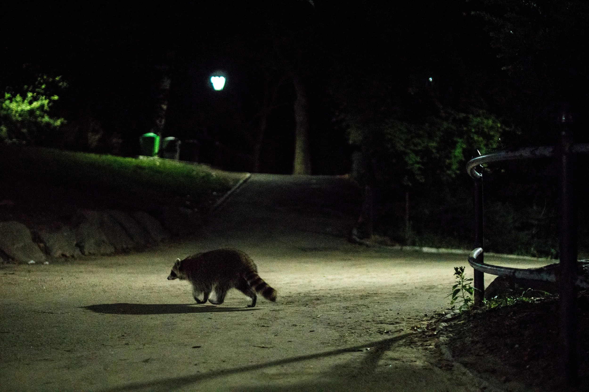 Raccooons-08637 - Copy.jpg