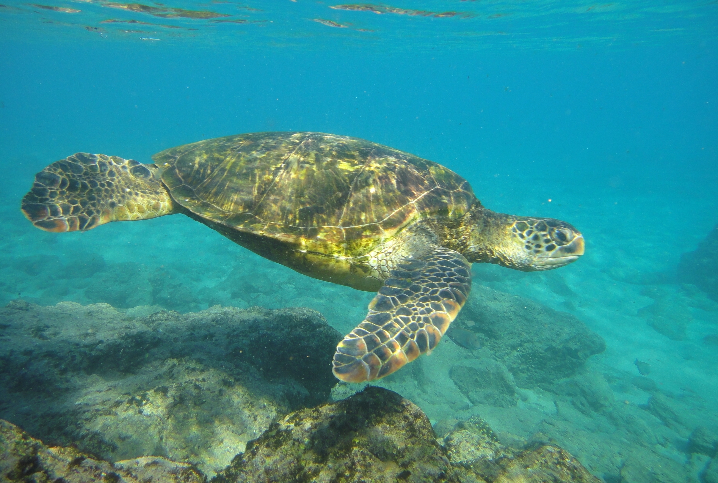TurtleHawaii.JPG