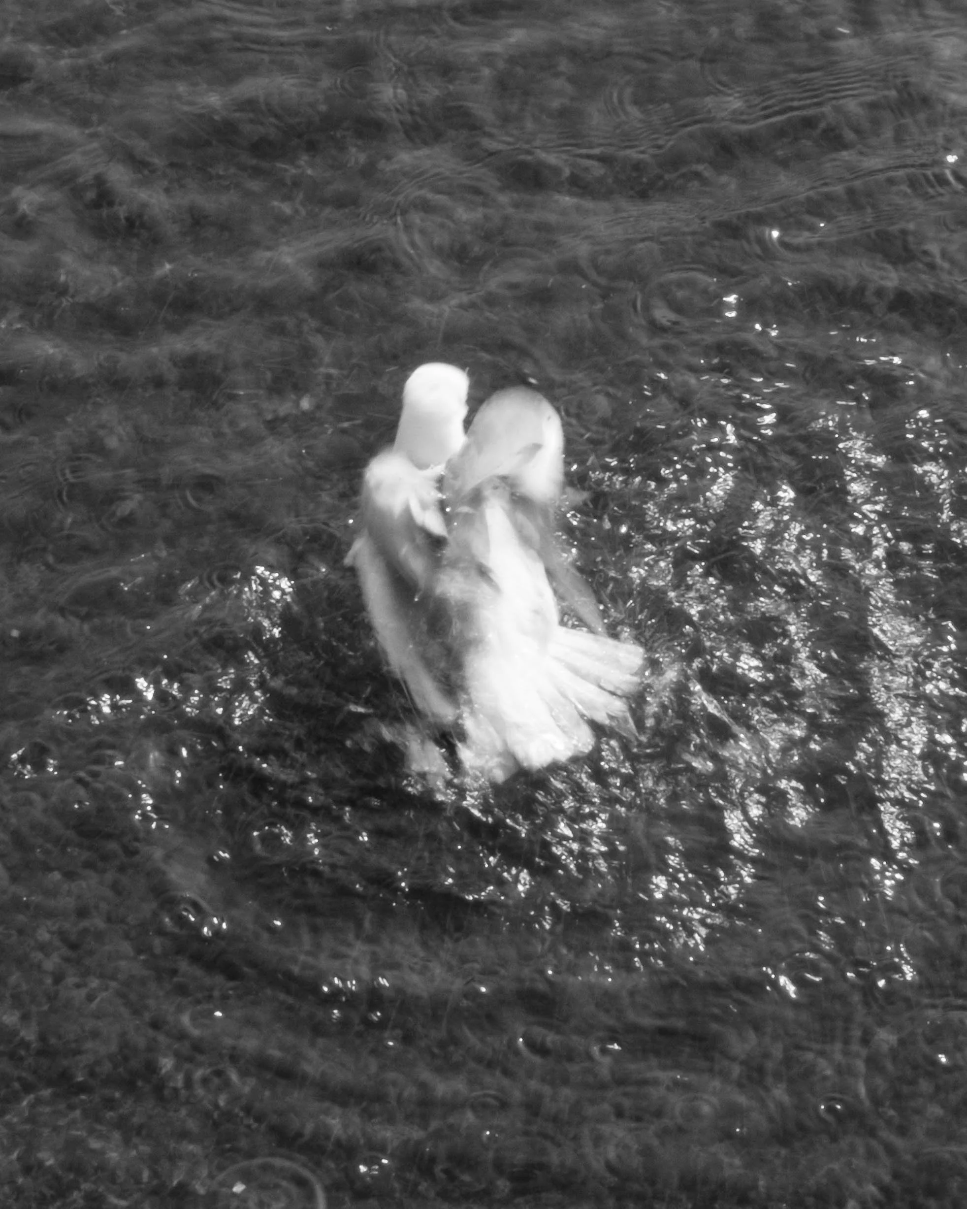 DSCF1390.jpg