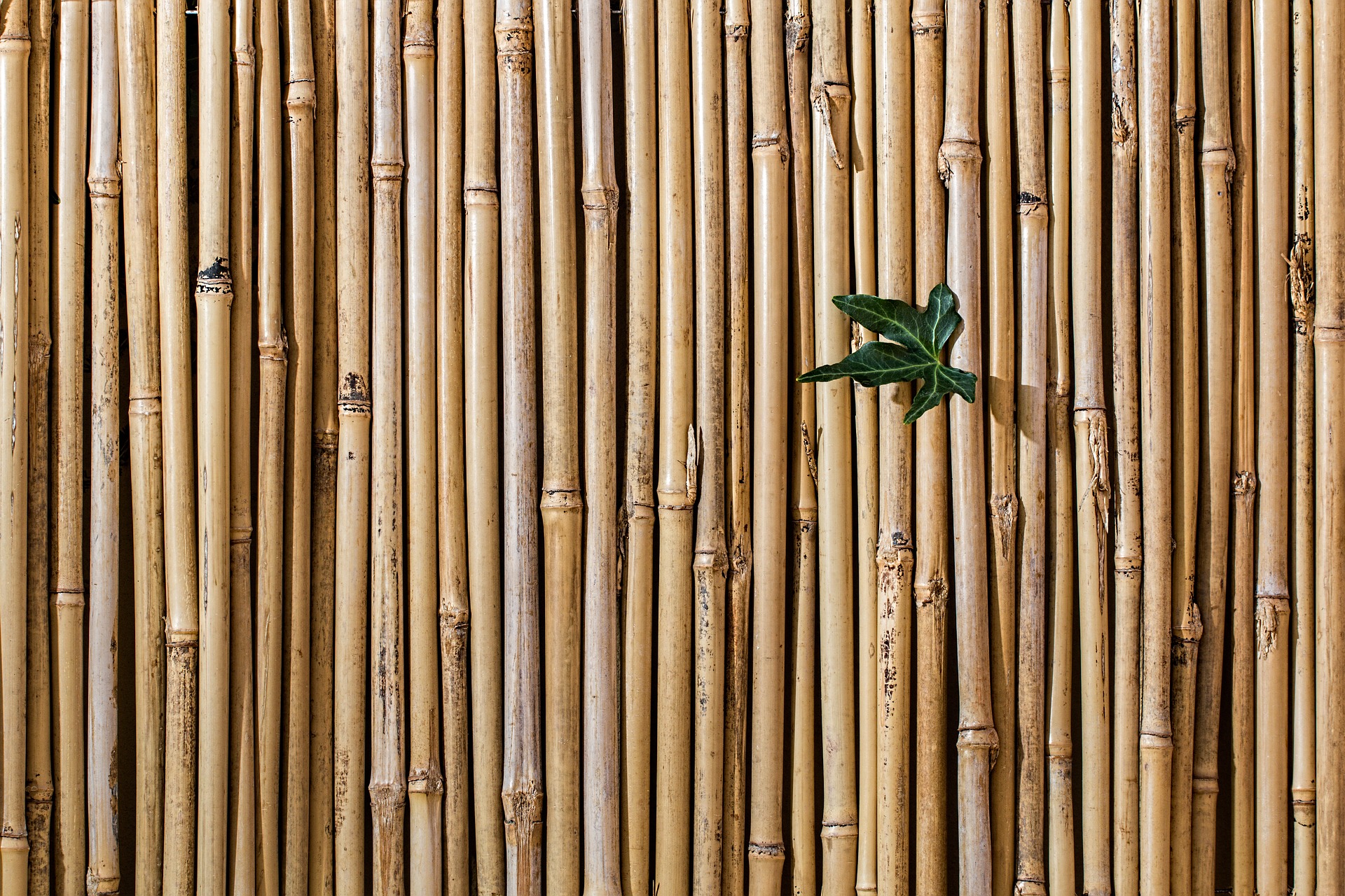 bamboo-2429954_1920.jpg