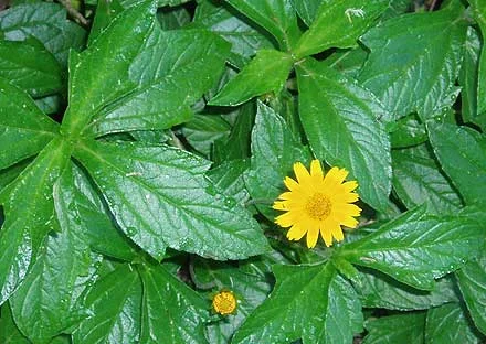 singapore daisy1.jpg