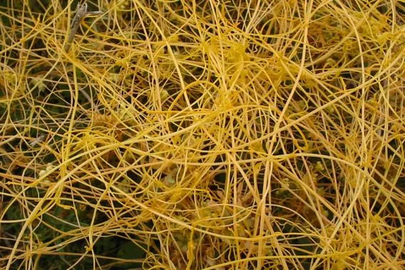 dodder.jpg