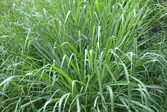 guinea grass2.jpg