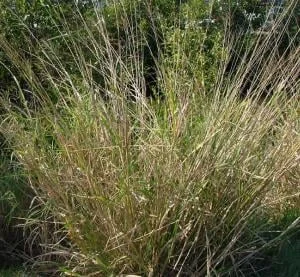 guinea grass1.jpg