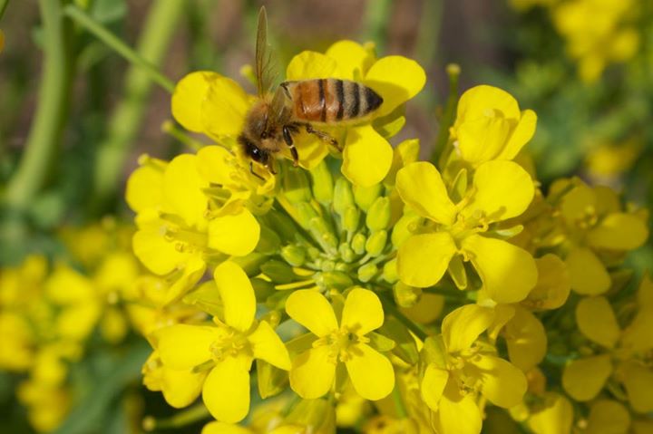 Bees and the Buzz in the Hive