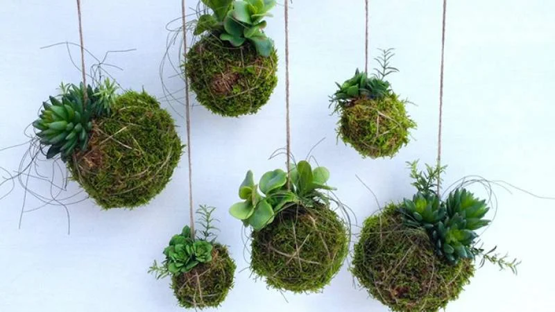 Kokedama - Japanese moss balls