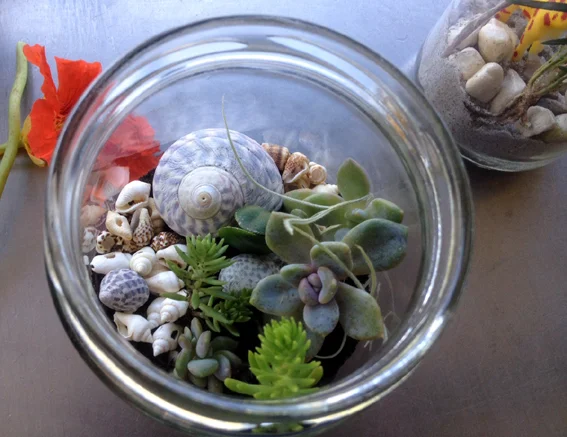 Terrific terrariums