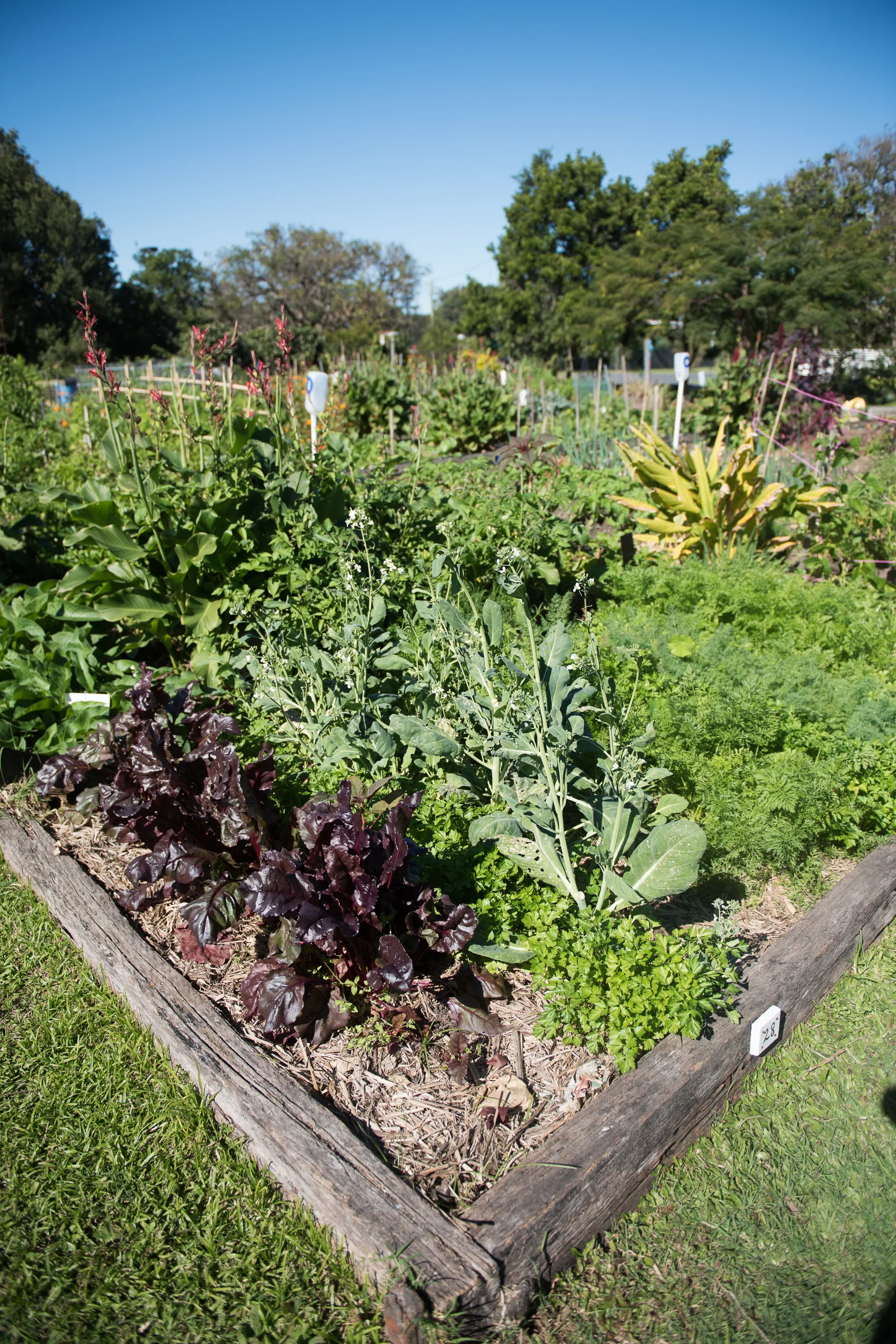No-Dig Gardening