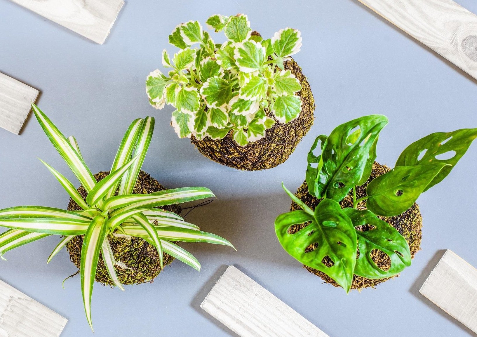Kokedama (Japanese Moss Balls) Workshop