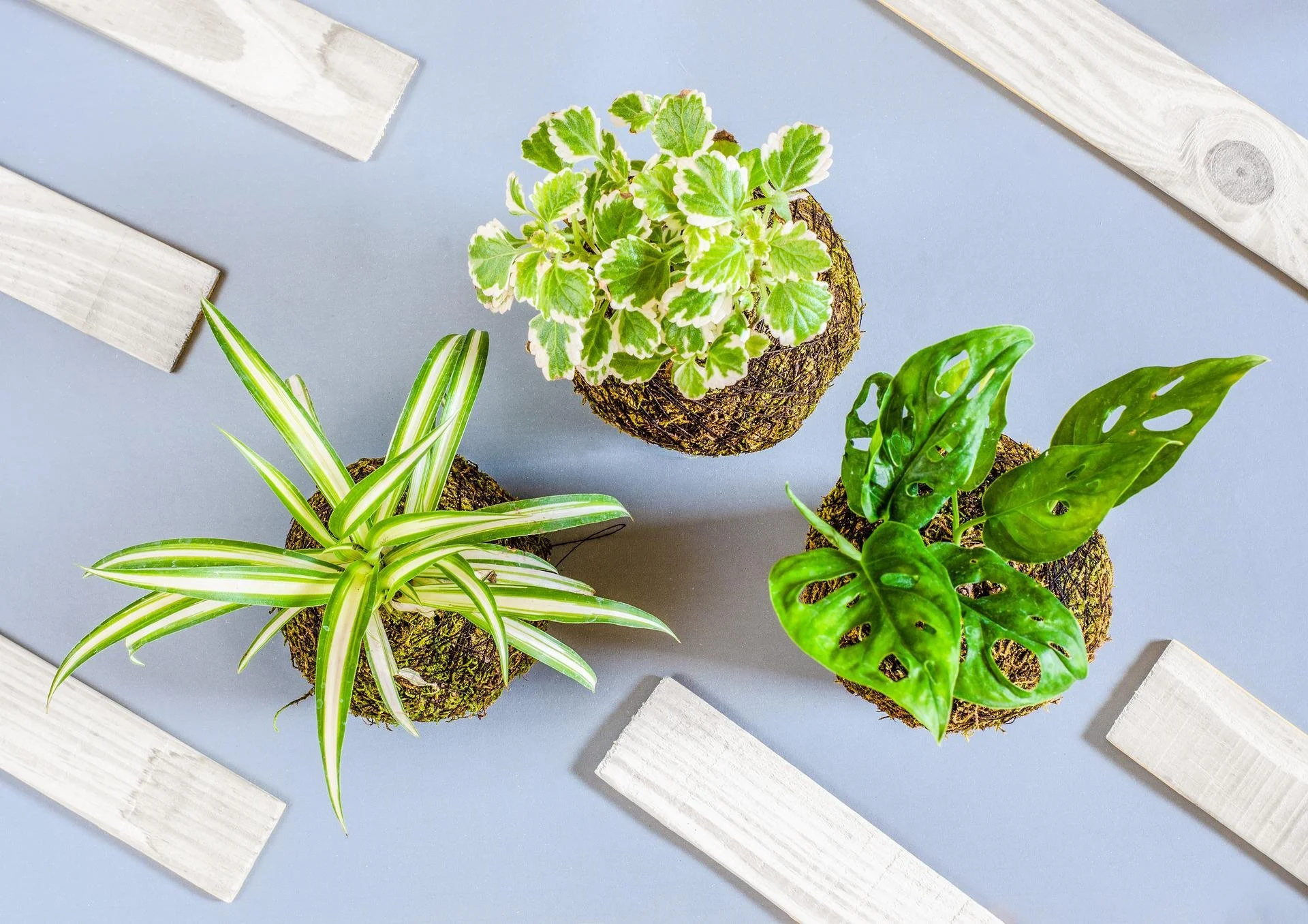 Kokedama (Japanese Moss Balls) Workshop