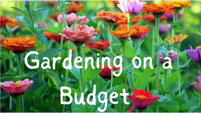 Gardening on a Budget