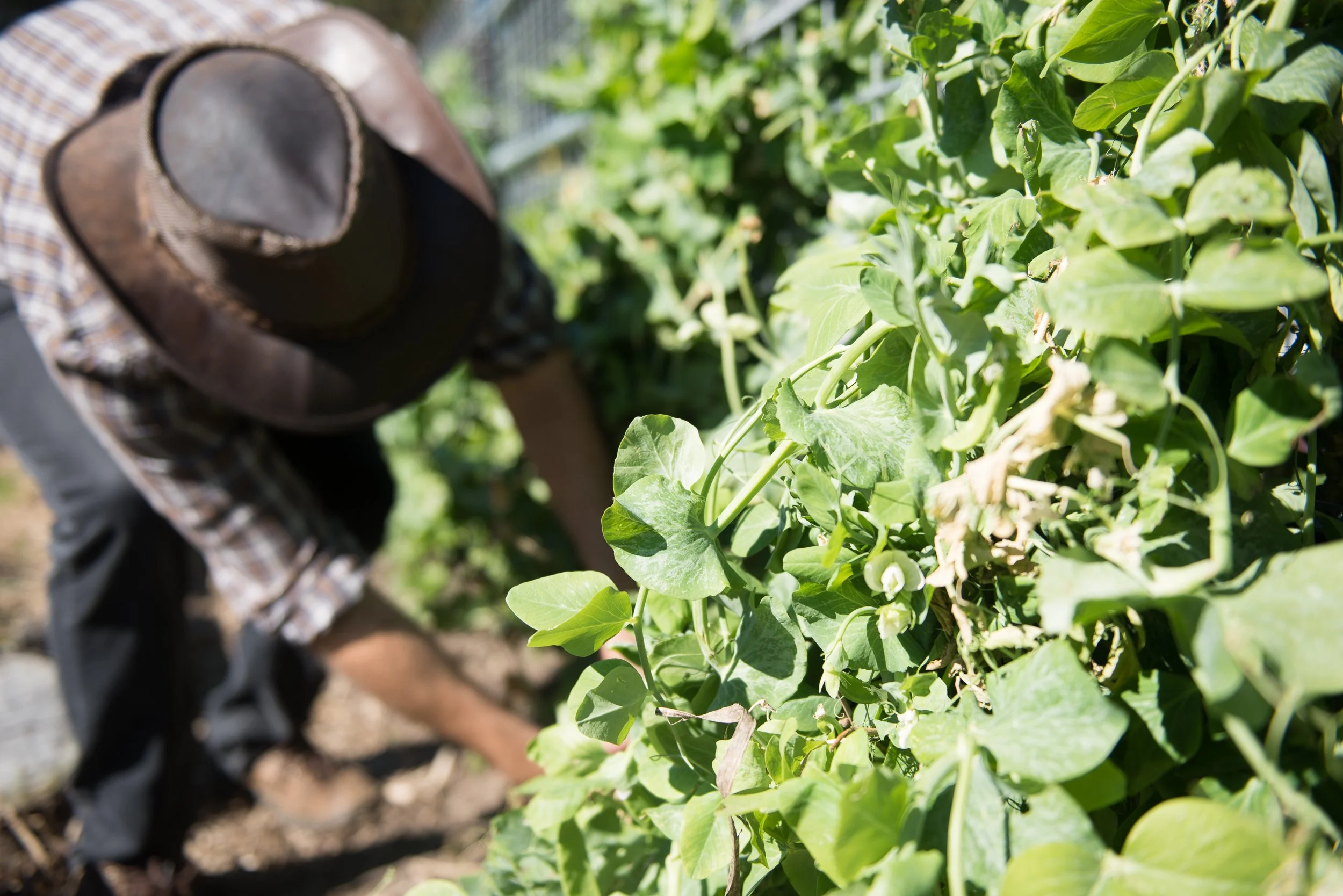 The Edible Garden Experience: Spring Harvest - Preparing for Summer