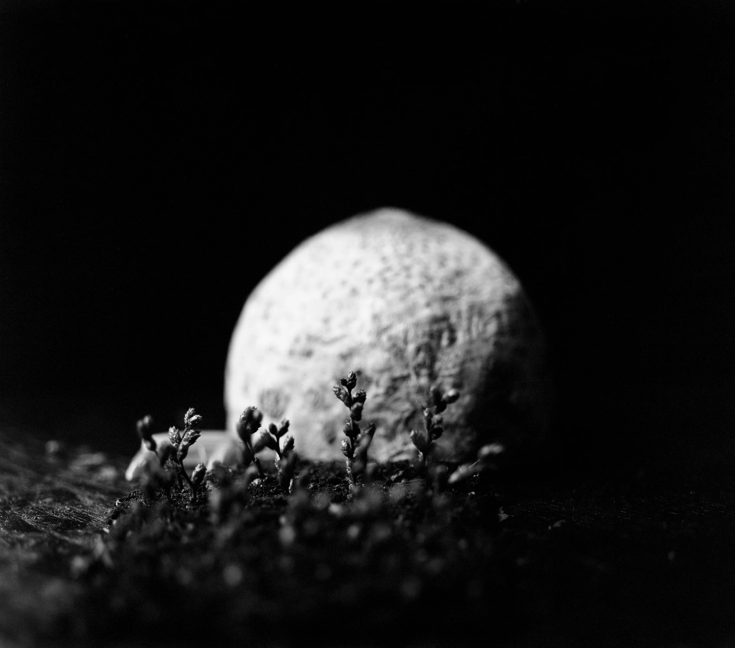 hjemmelavet landskab001 sorthvid.jpg