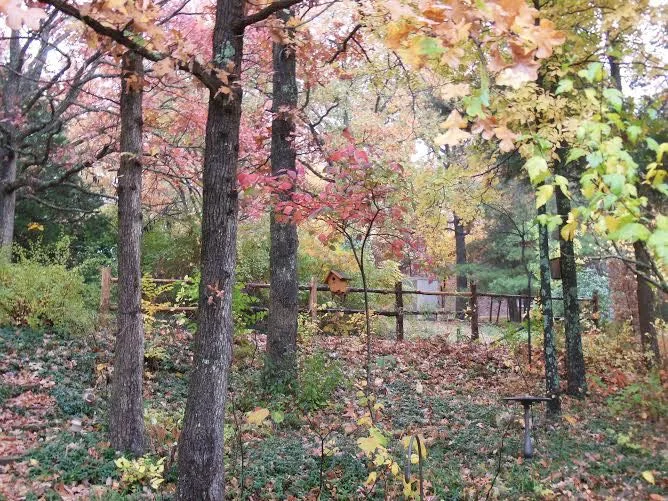 gc fall with birdhouse.jpg