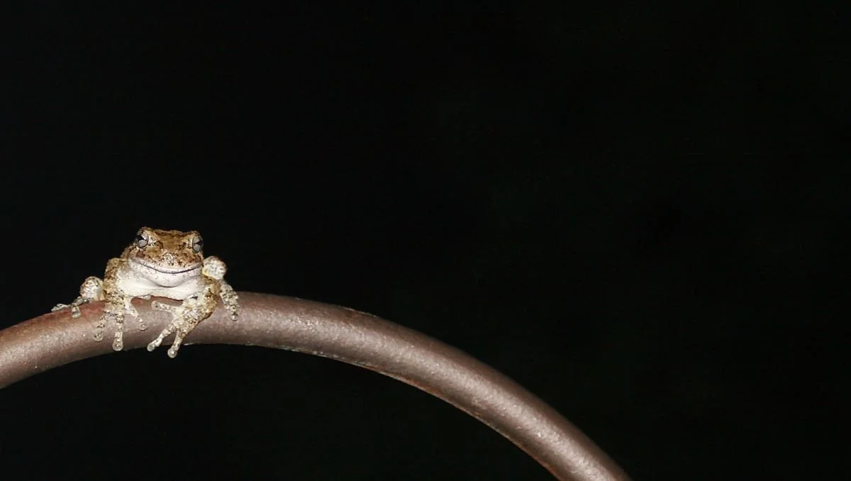 Tree Frog.jpg