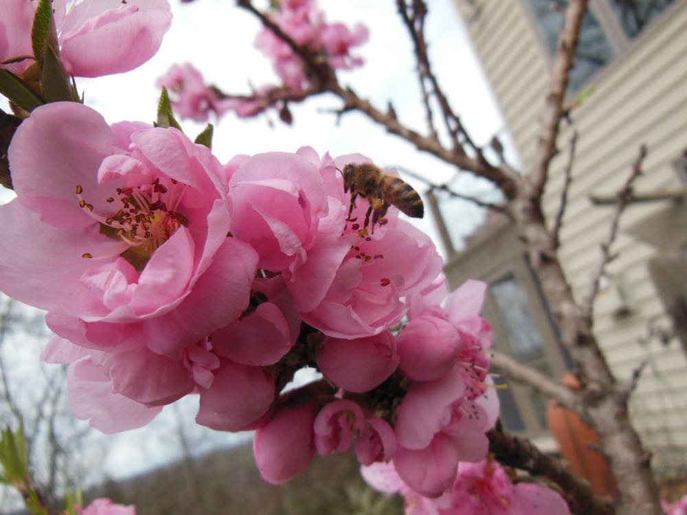 One of my honeybees visits a blooming dwarf apricot tree in bloom March 20, 2016.