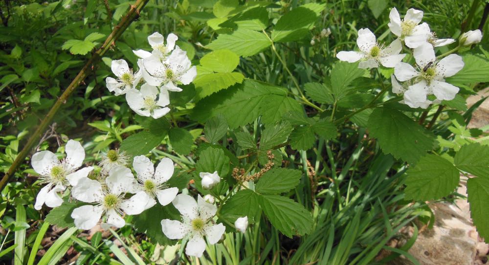 Blackberry Winter — Gardening Charlotte