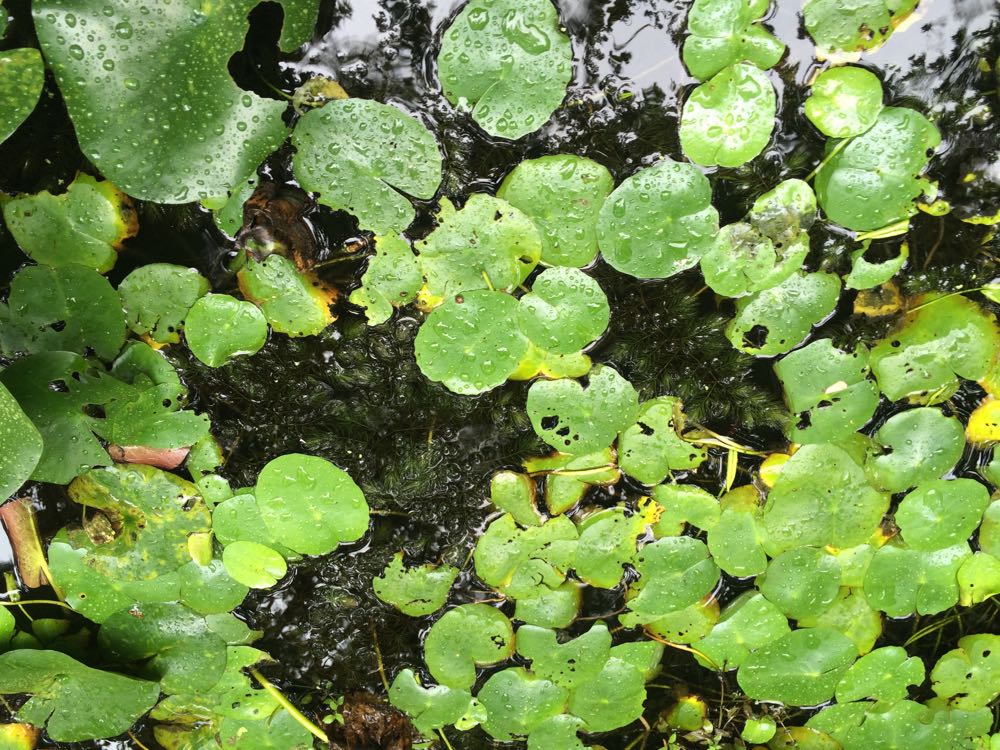 Hornwort floats on top of the water surface in both my pond and aquarium.