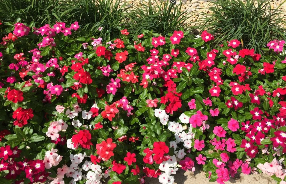 Vinca Flower Bed