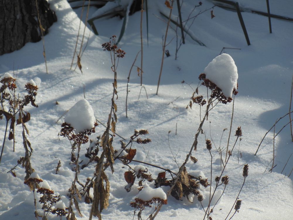 Snow-covered Autumn Sedum "Joy" in winter suggests snow flowers, or so I call them.