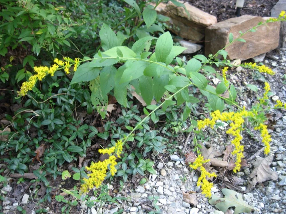 Ragweed — Gardening Charlotte