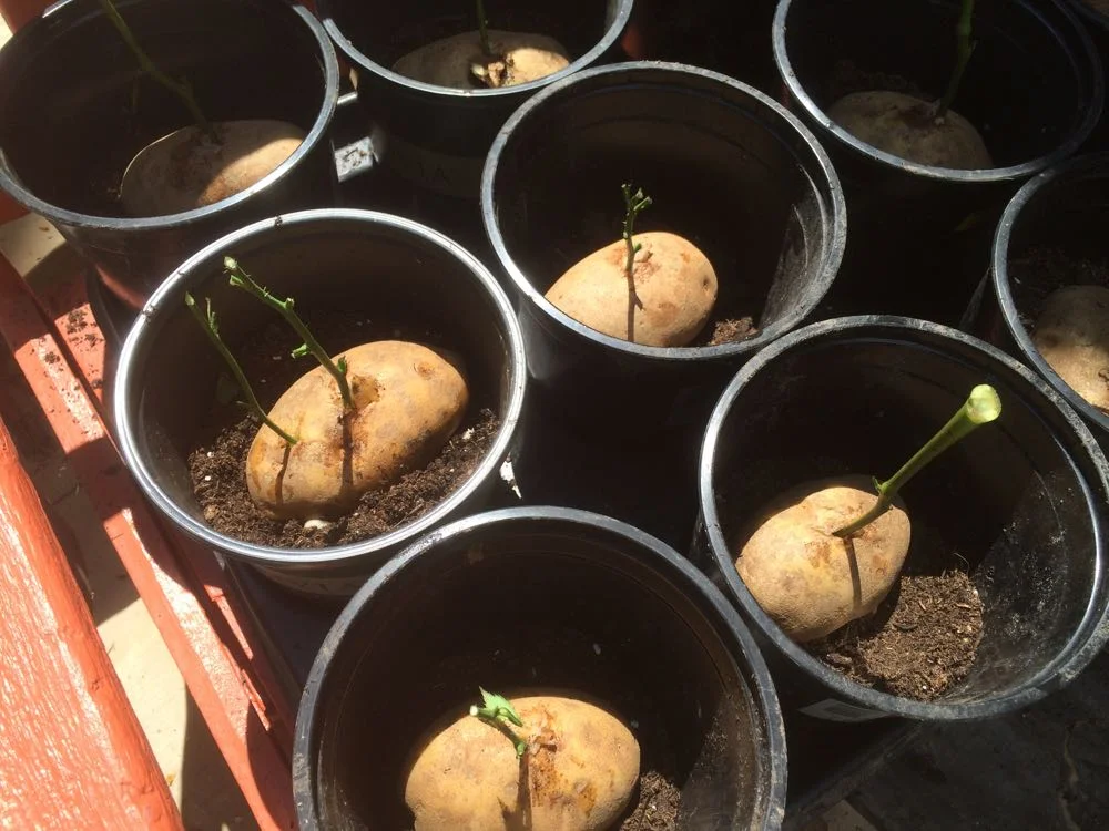 After removing rose leaves, making clean cuts and dusting with root hormone, in they went.