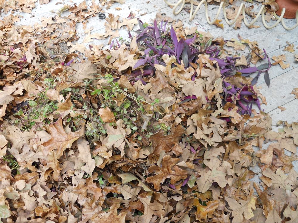Plant trimmings get mixed in with oak leaves and composted for next season.