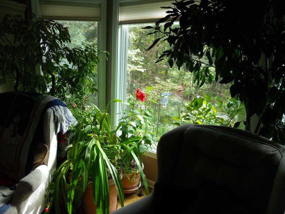One of my tropical hibiscus blooming in a bay window where it will spend the rest of winter.