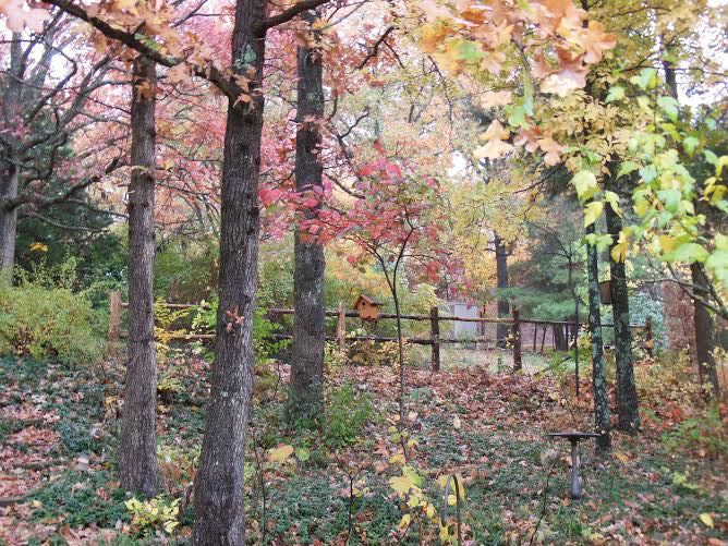 The front of my garden with dogwoods turning red, one of my favorite fall colors.