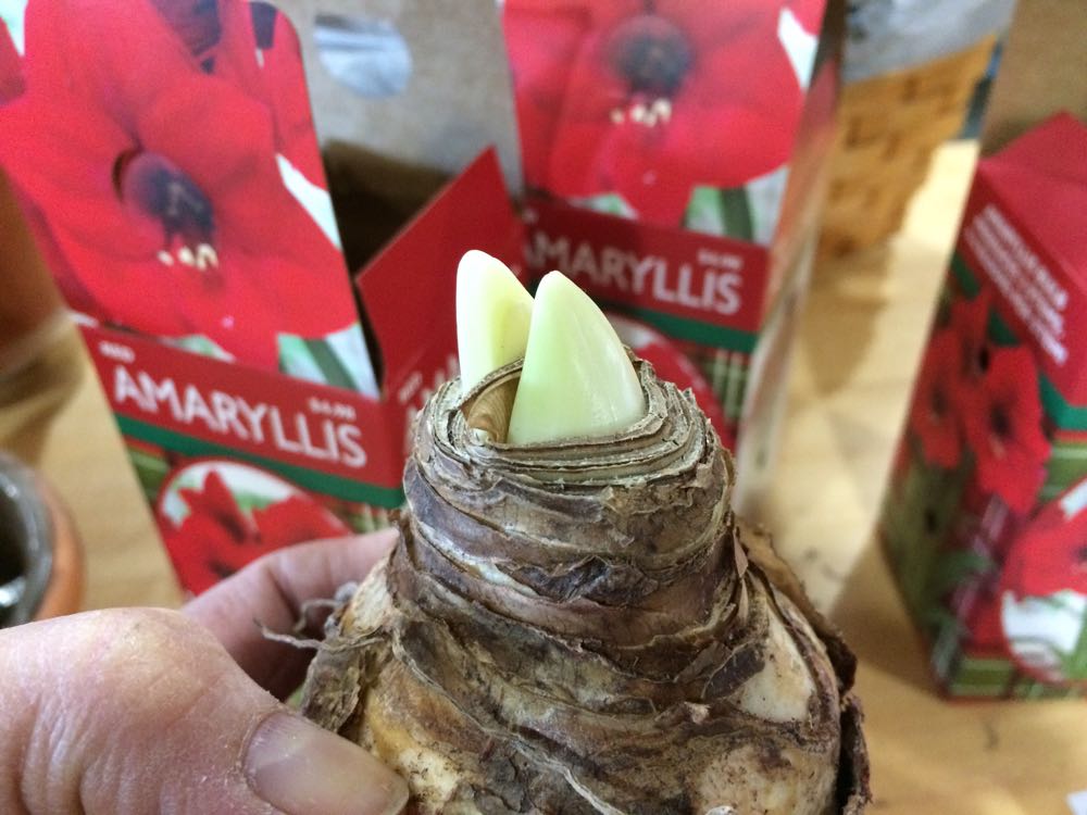 How to Pick an Amaryllis bulb? — Gardening Charlotte
