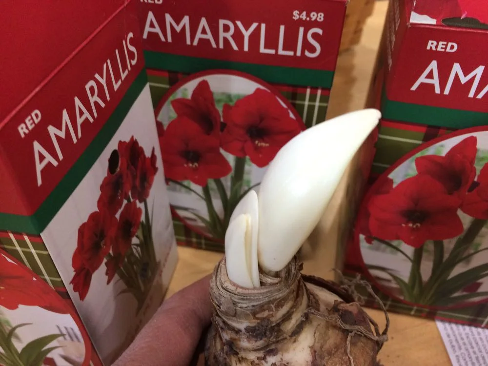 How to Pick an Amaryllis bulb? — Gardening Charlotte